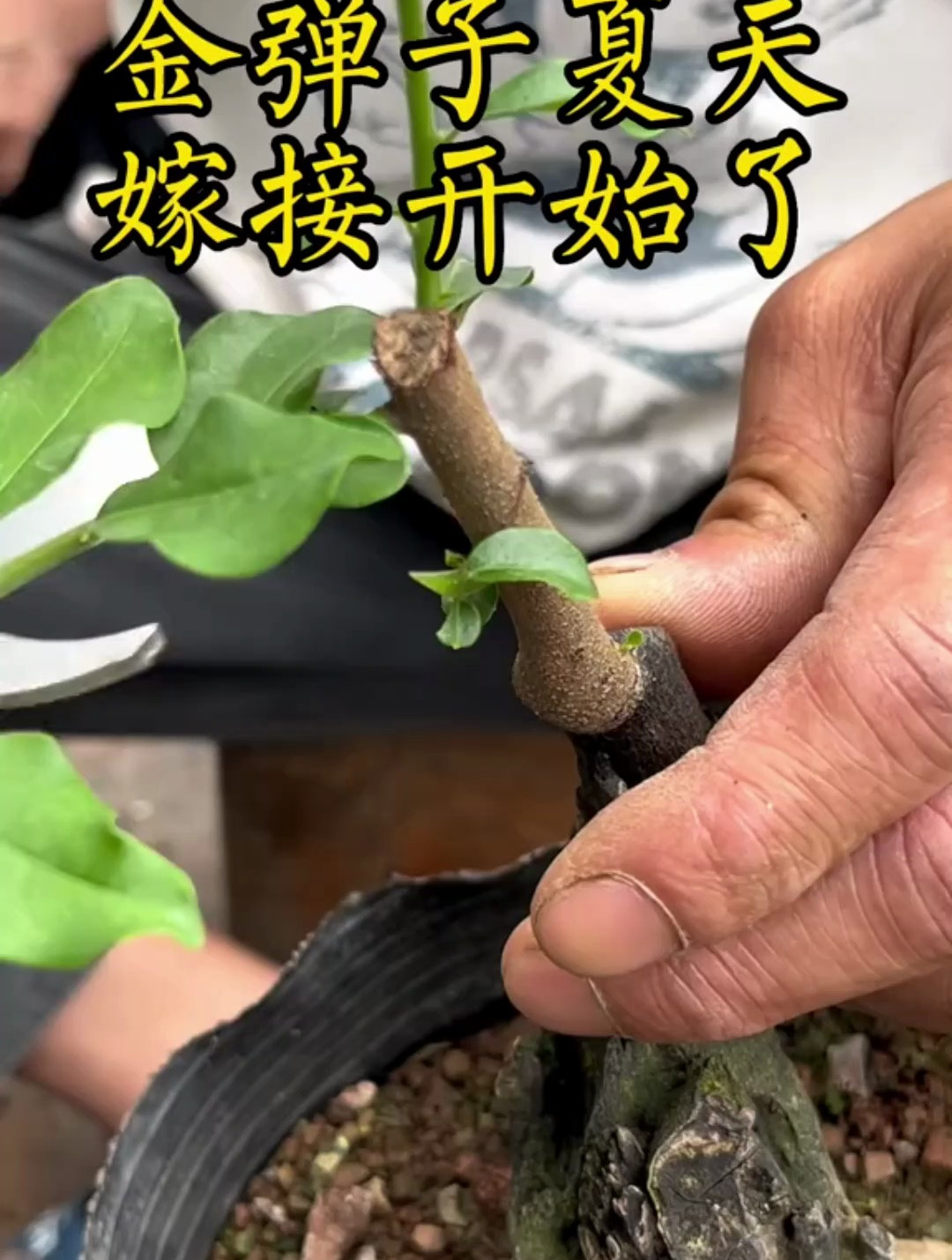 金弹子夏天嫁接开始,看完我这个讲解视频你学会了吗