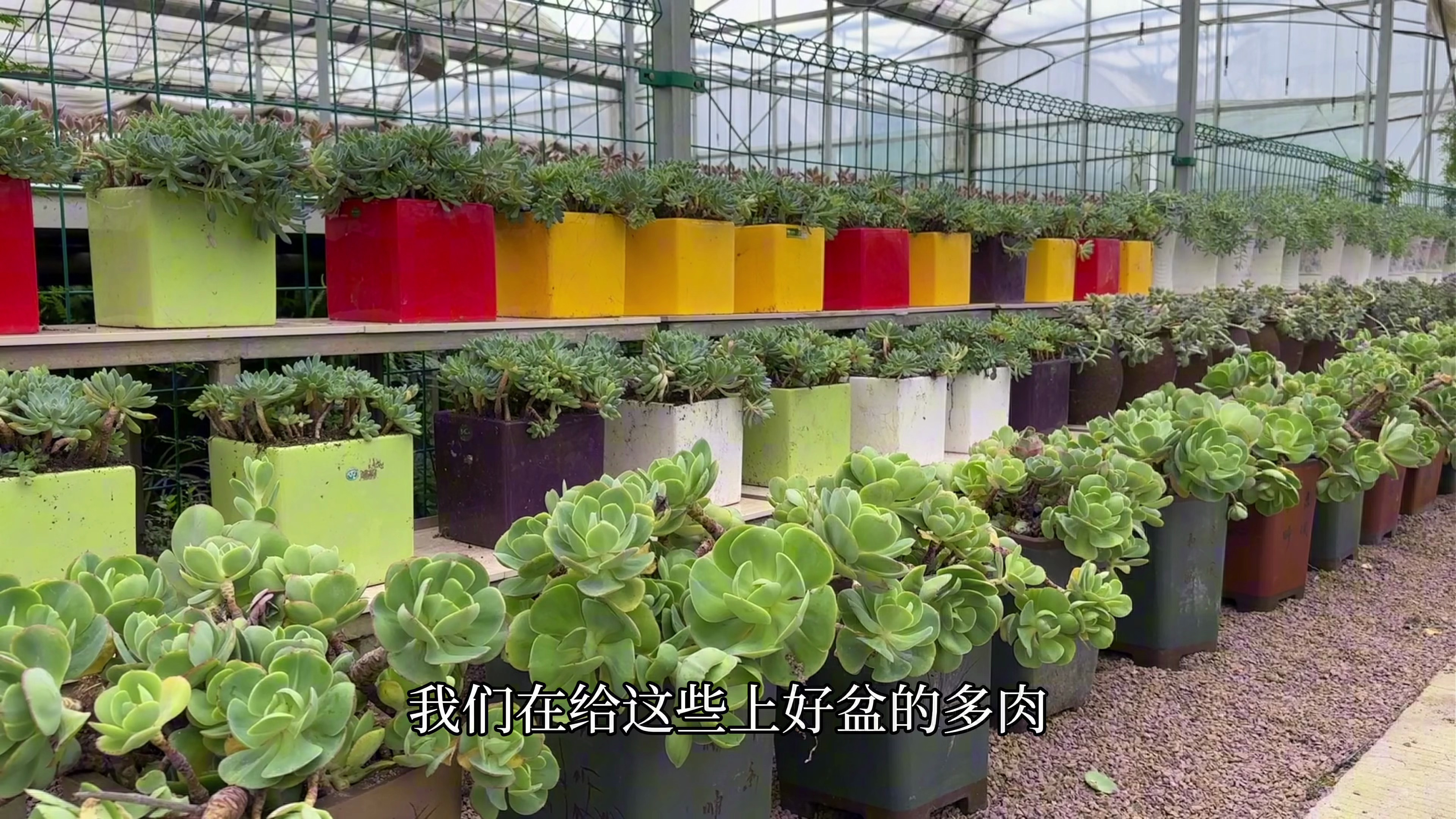 三伏天多肉大棚里种肉忙,多肉货柜摆整齐的方法