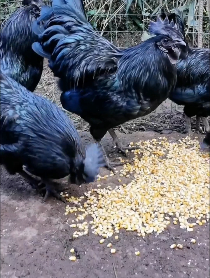 帅气的盐津乌骨鸡