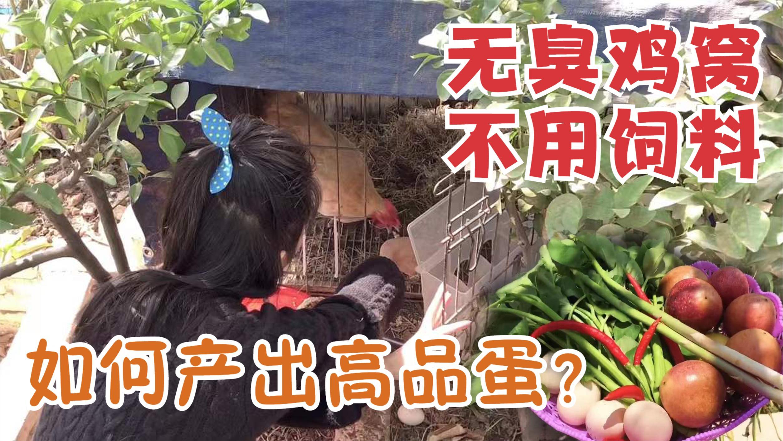 家庭每天余粮不要丢!如何不用一粒饲料,养出高品质土鸡蛋呢?