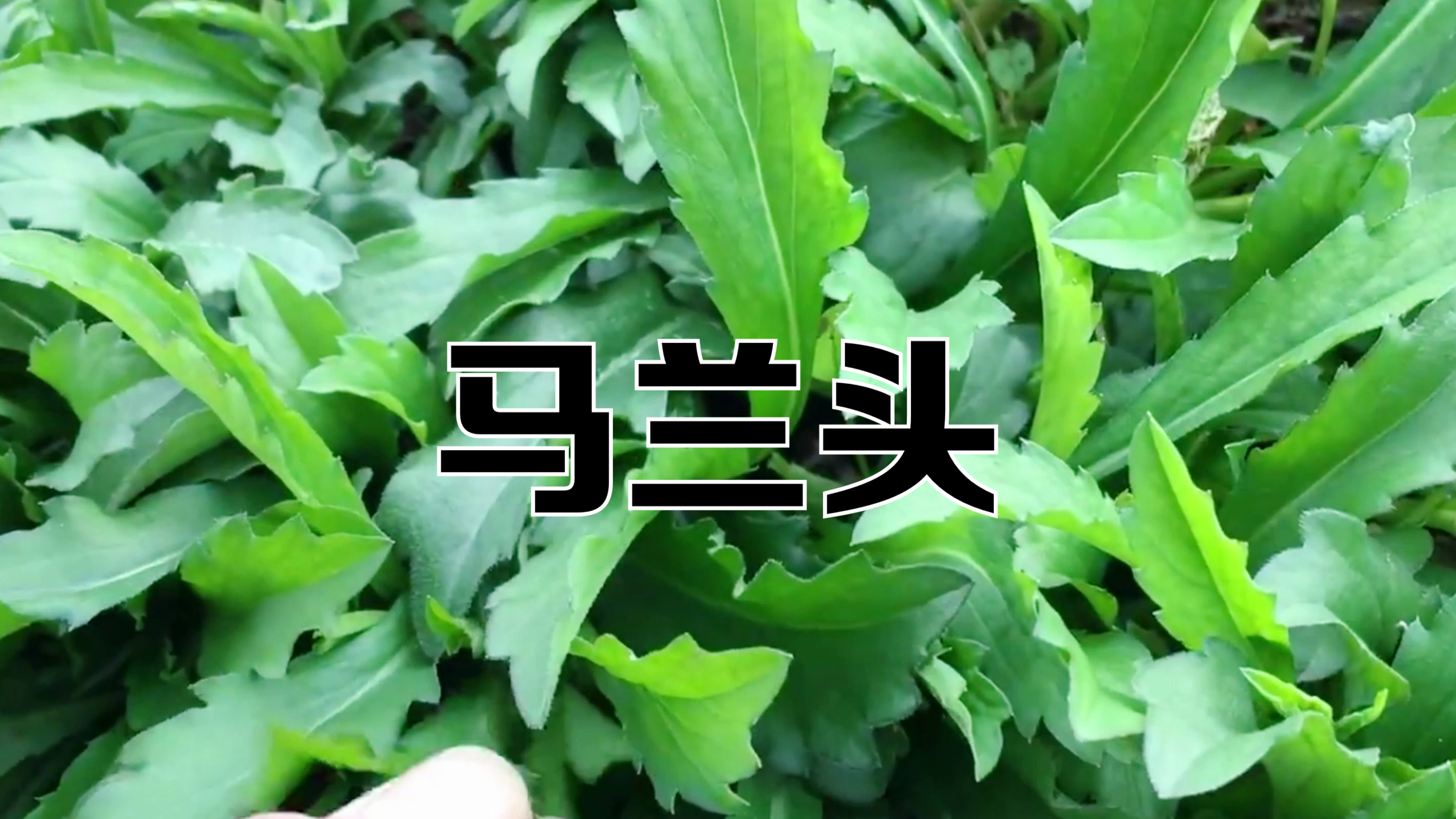 马兰头具有清热利湿、抗炎消肿、解毒凉血的功效哦~