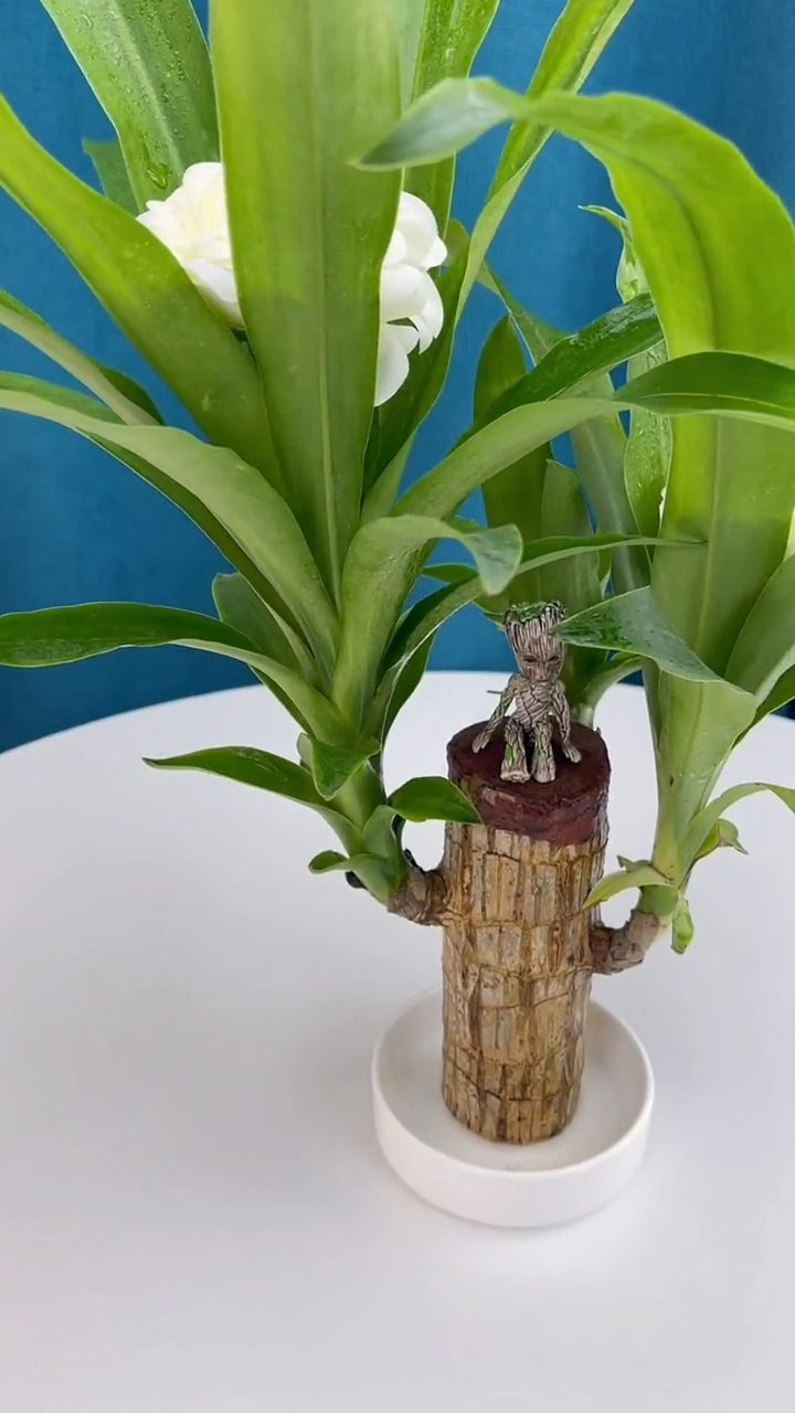 巴西木又叫幸运木,传言说一旦开花就能遇到幸运的事情