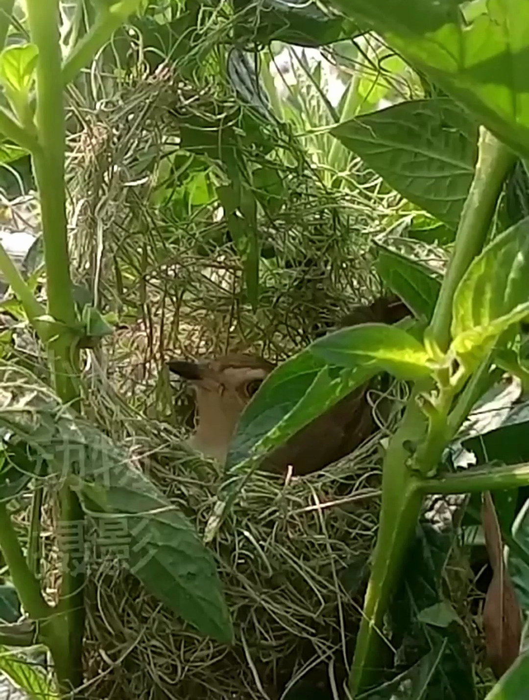 缝叶莺认真的在缝自己的窝顶