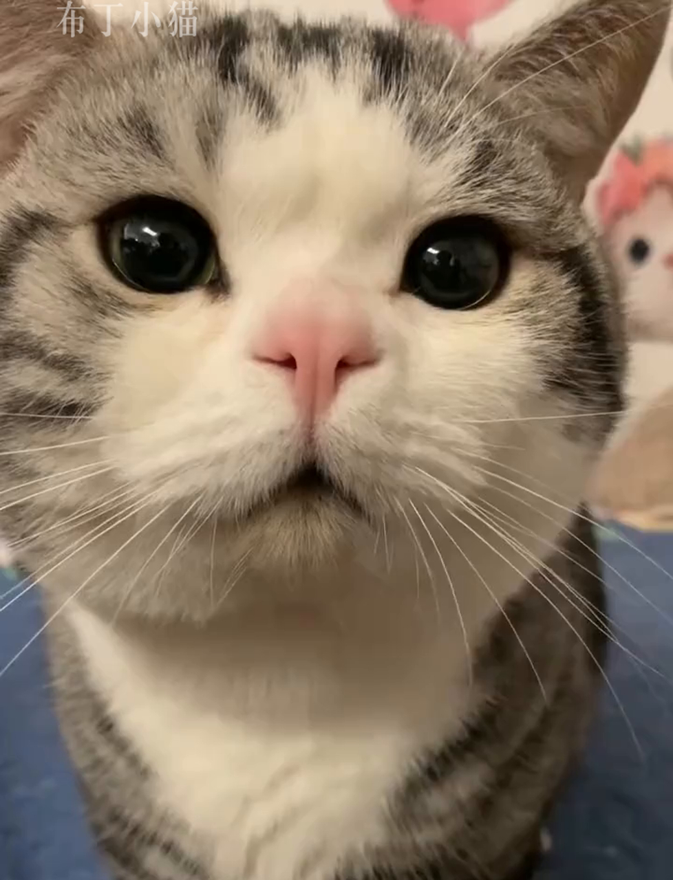 小猫咪哪里烧钱了?#可爱宠物 #喵星人