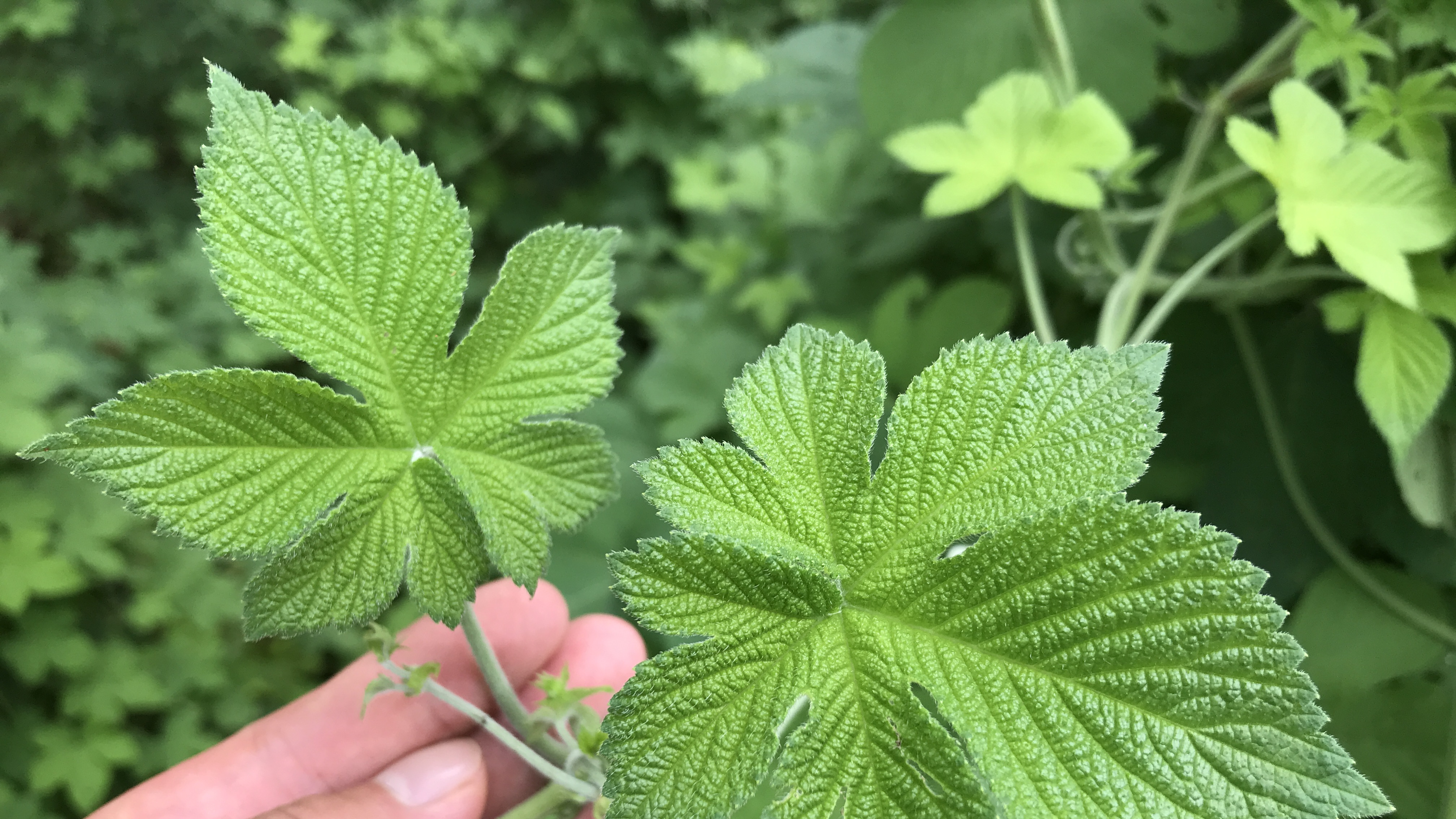 农村常见植物拉拉秧,这3个妙用厉害了,你认识吗?赶紧收藏