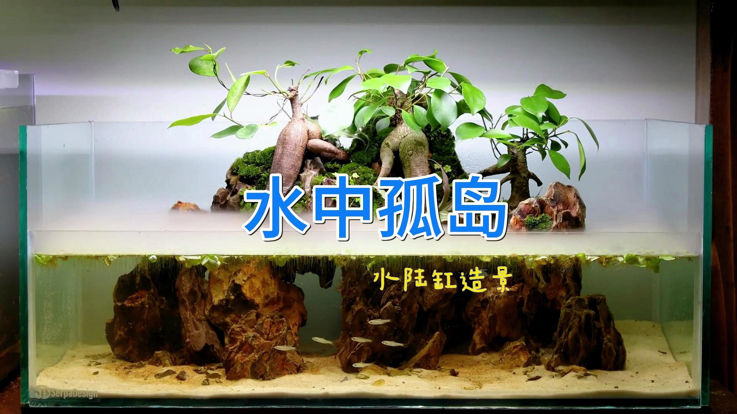 别有意境的水陆缸造景,人参榕与松皮石相结合