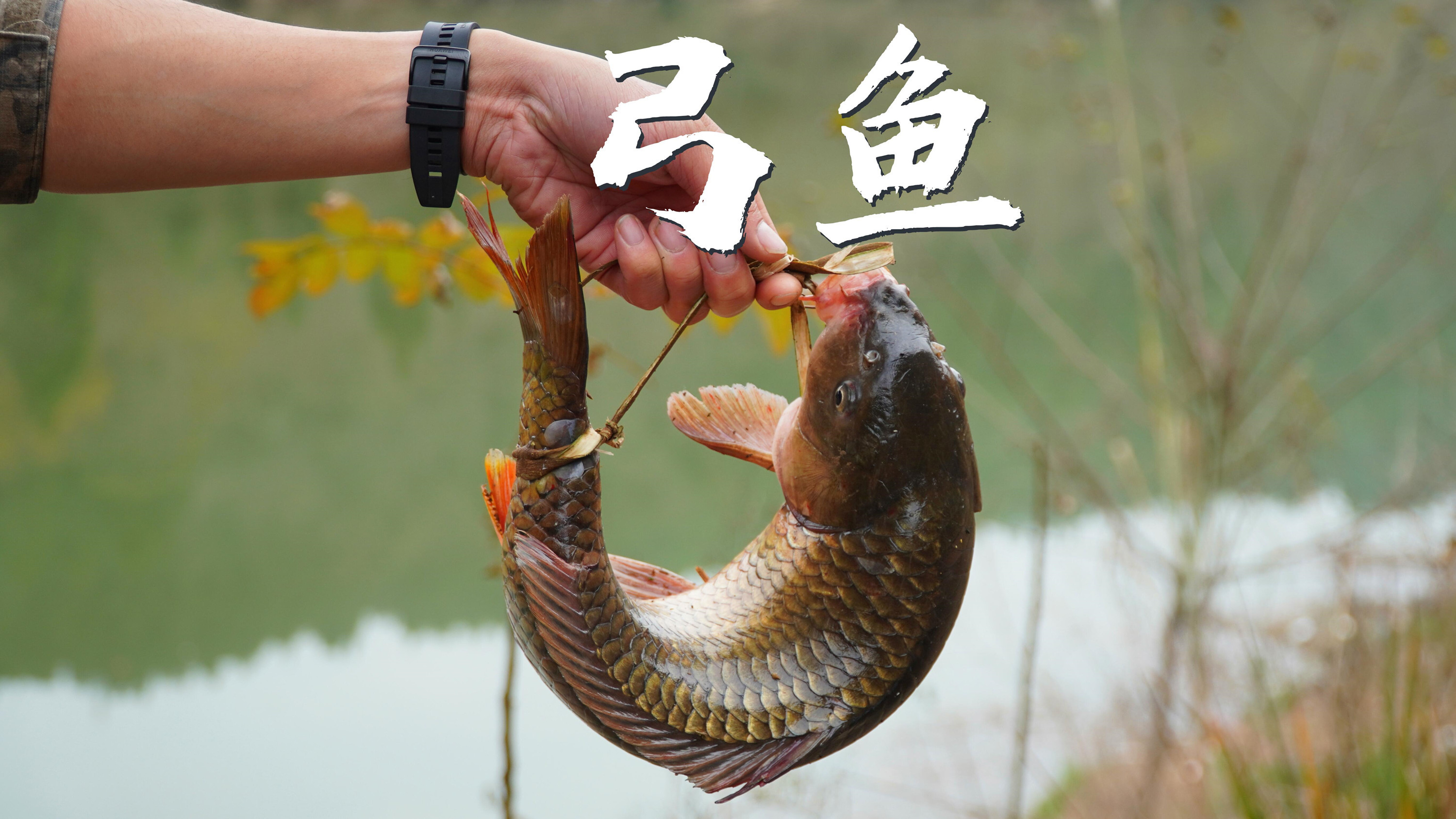 神奇弓鱼术 没水 没充氧泵 开车6个小时把活鱼带回家