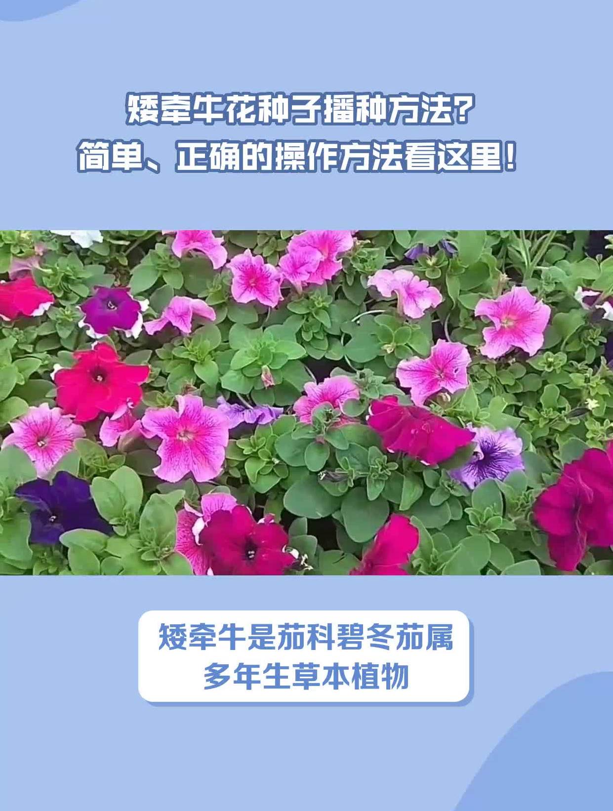 矮牵牛种植方法图片