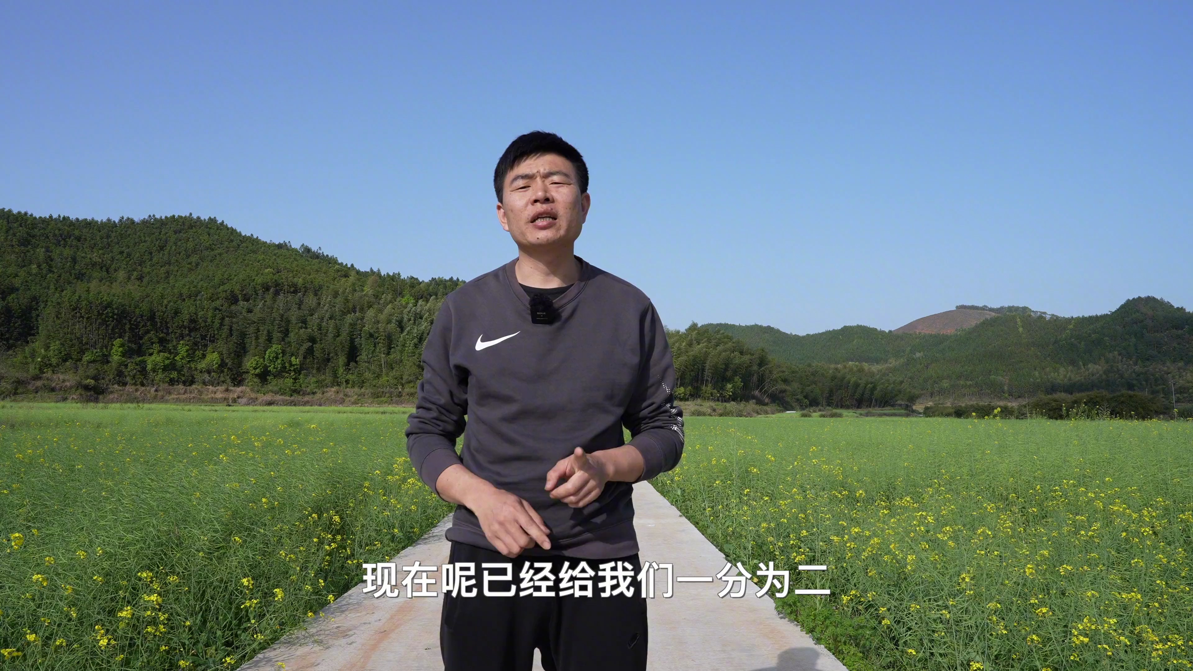 油菜到底会不会流蜜?流蜜的温度是多少?流蜜的条件是什么