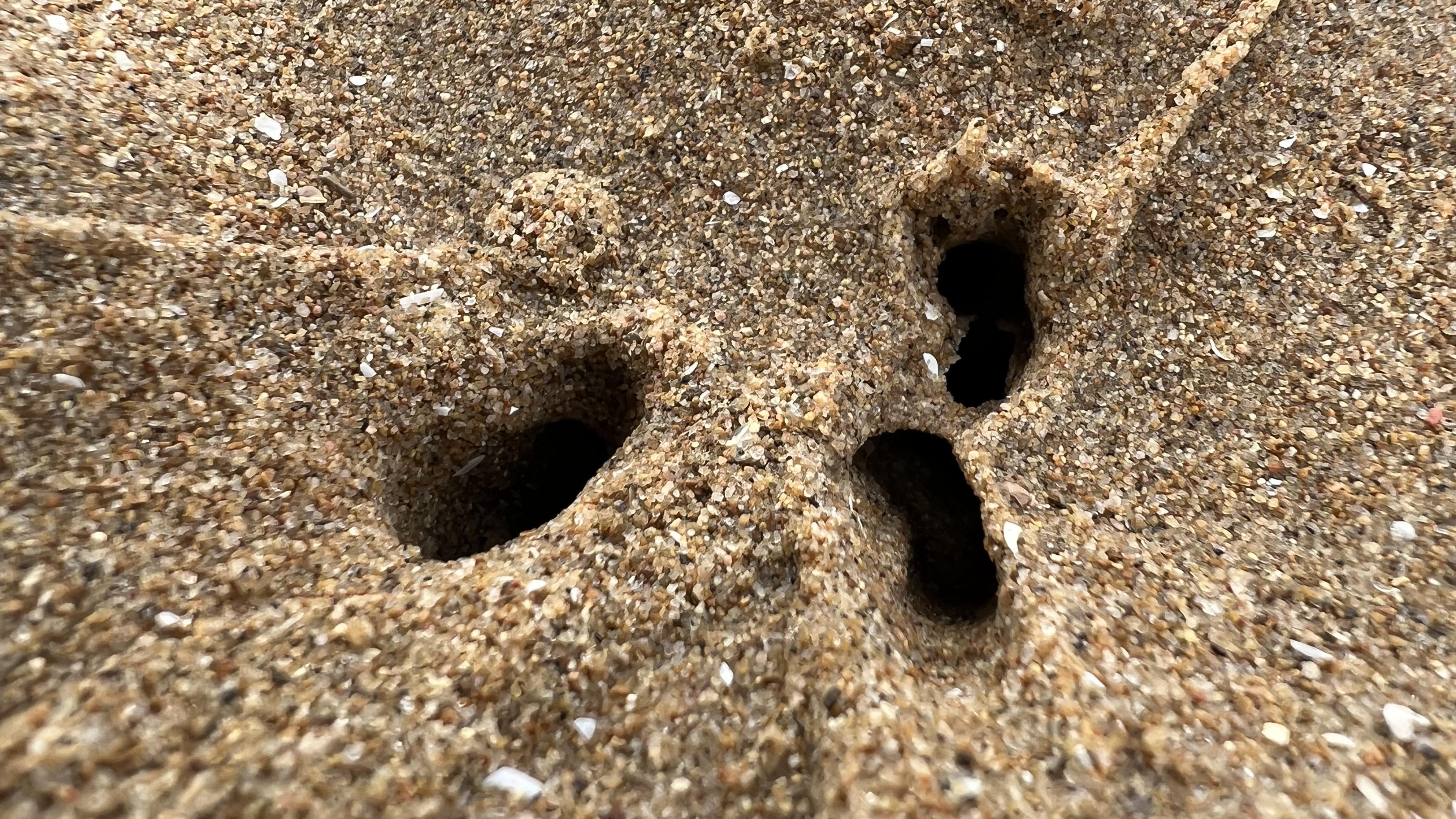 大齐赶海,发现一根大蛏王有三个洞口,挖到了面条鱼带回家喂猫