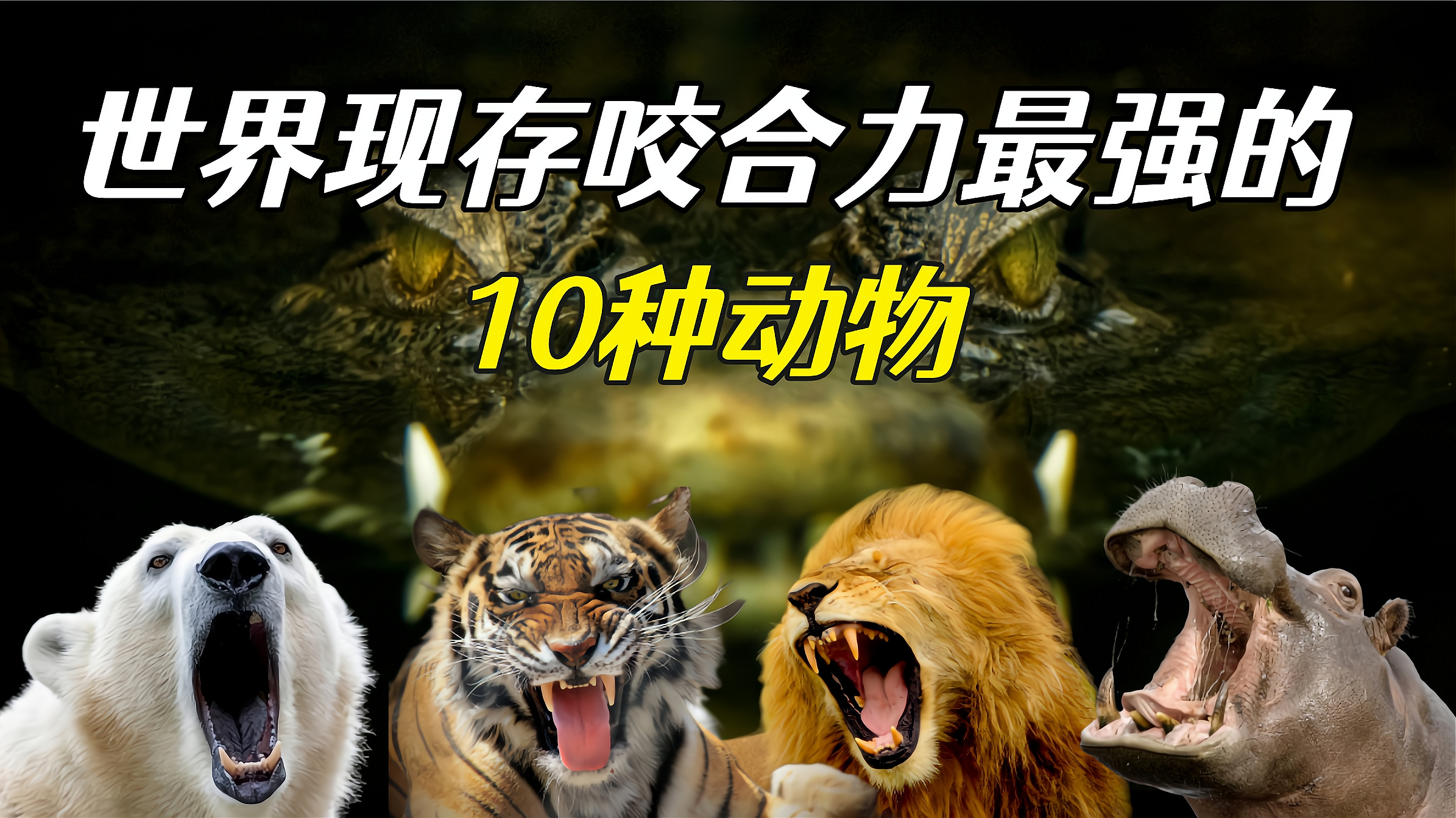 世界上现存动物咬合力排行榜,老虎和狮子竟然垫底