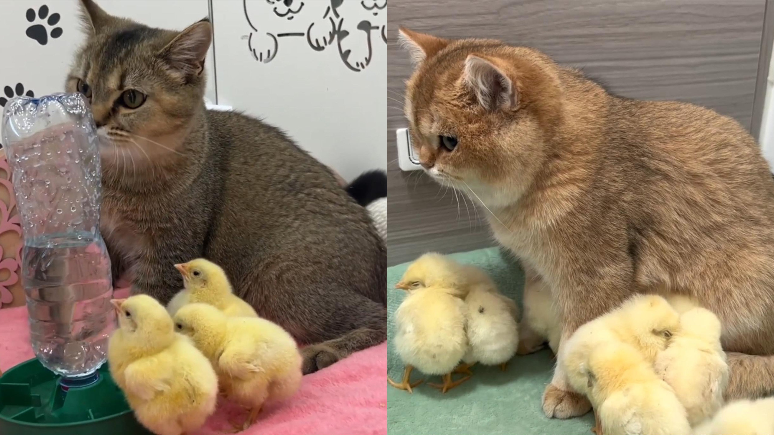 猫咪来照顾小鸡,还把吃饭的家伙事搬到猫窝里,母鸡会不会发飙
