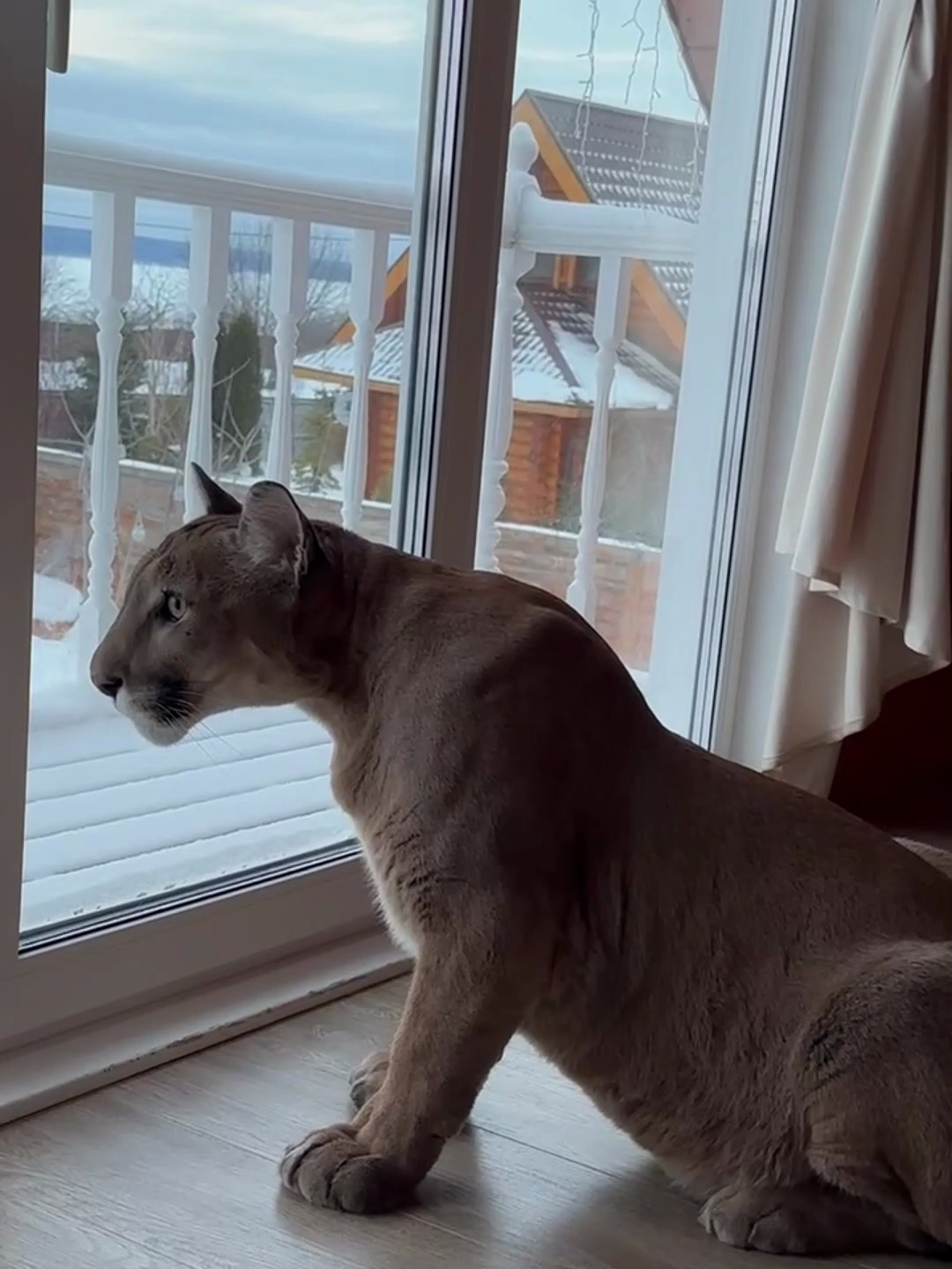 养一只狮子在家里,是什么体验?