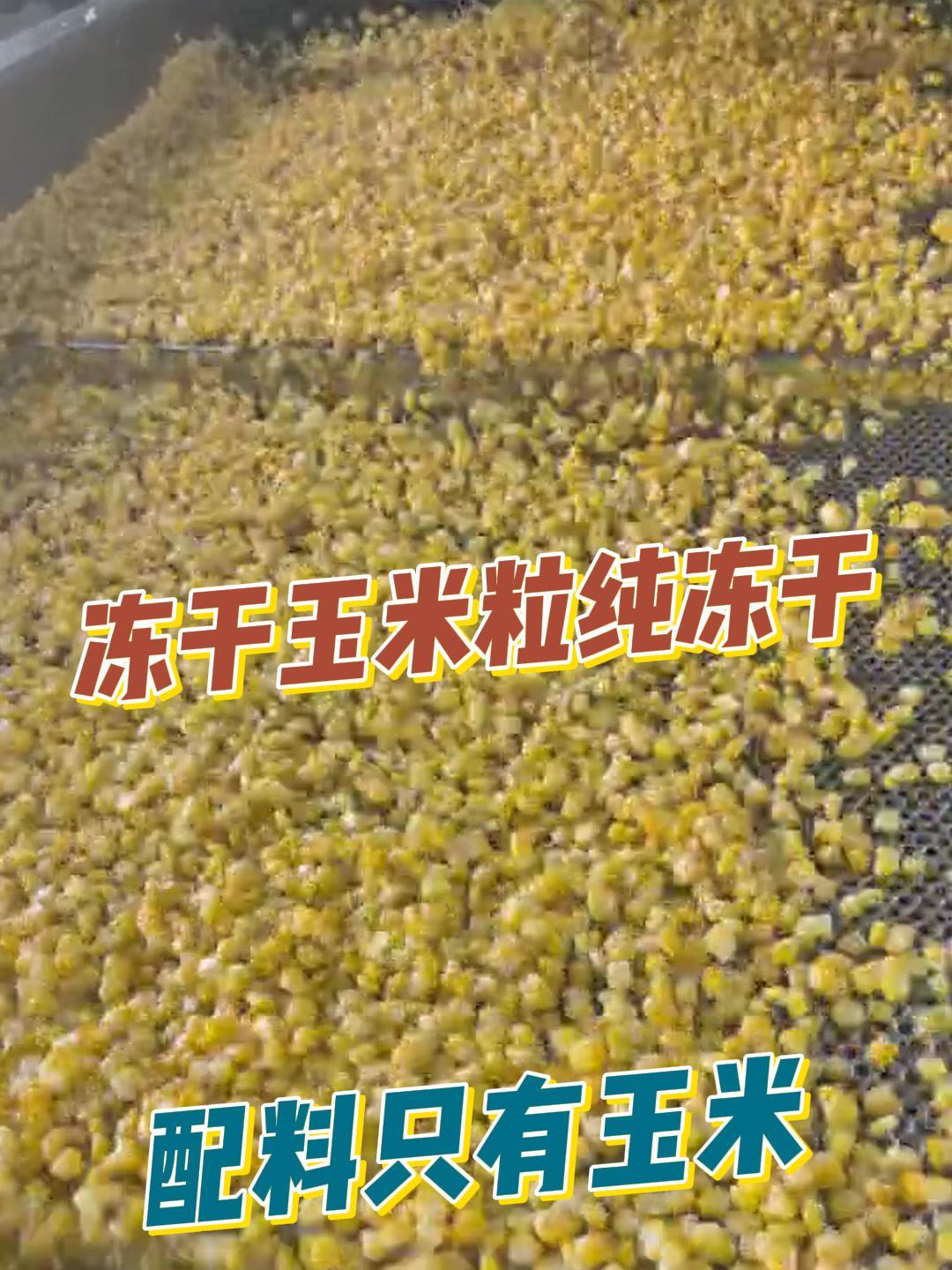 一起来看看冻干玉米粒干燥脱水制作流程吧!冻干玉米粒生产