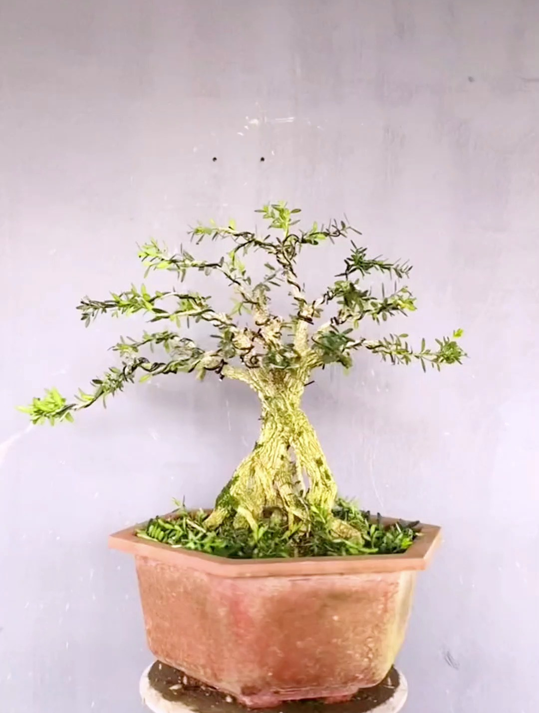 黄杨渣渣桩,这样截短修剪造型成矮霸盆景,您喜欢吗?看操作!-度小视