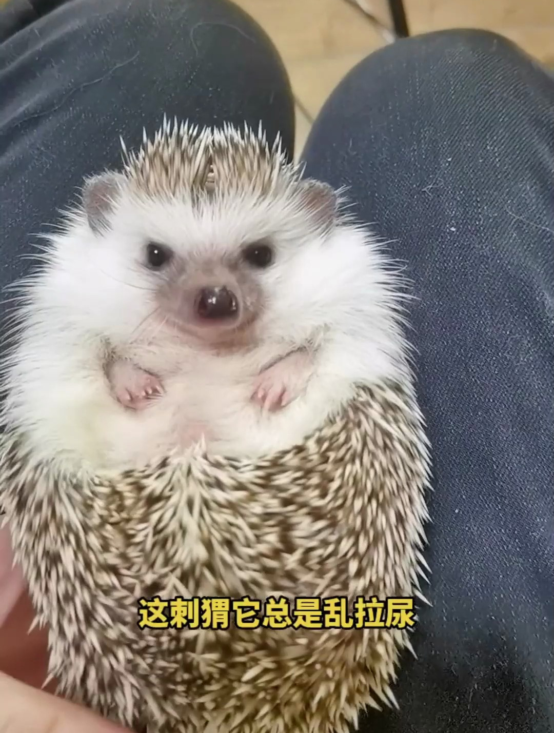 刺猬喷喷喷的时候是不高兴呢不想让碰 可惜啊胳膊拧不过大腿