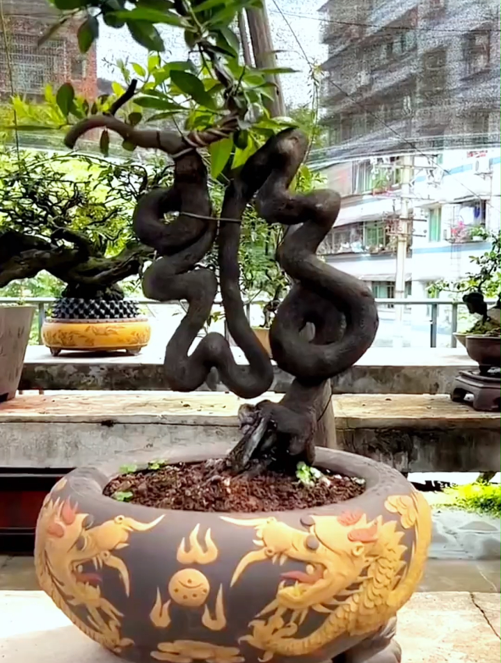 金弹子树干自己长了一个福字,看来是吉兆,想知道咋做的吗?