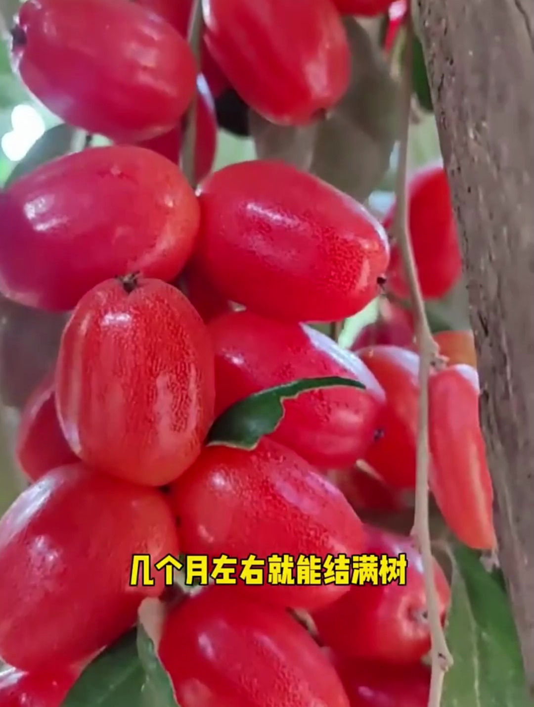 心脏强如牛日本发现常吃护心第一果增寿18年被验证有效