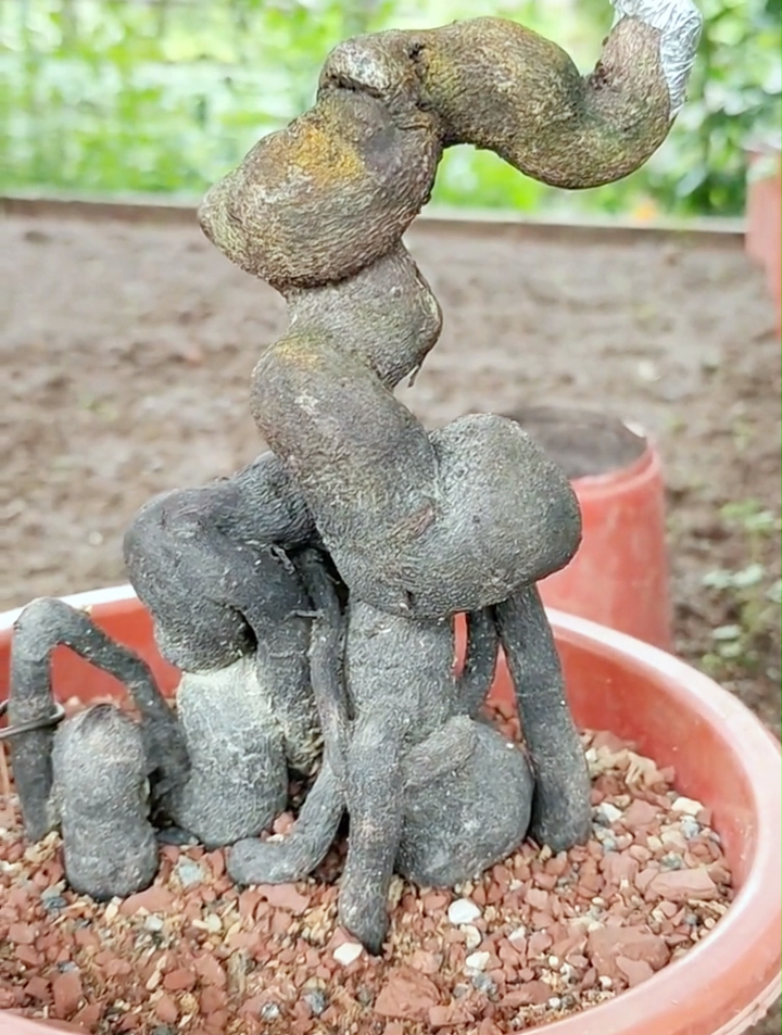 要得到一棵理想的金弹子人工桩,那就从一粒种子开始!