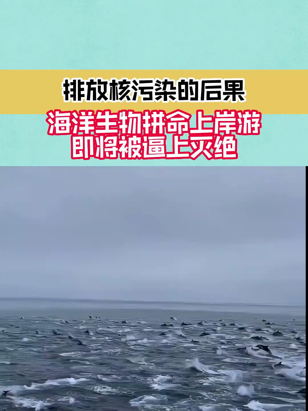 排放核污染的后果,海洋生物拼命上岸游,即将被逼上灭绝-度小视
