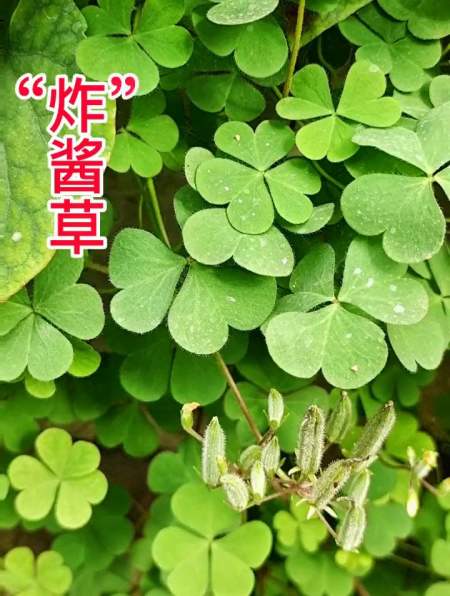 植物科普:"炸"酱草又名酢浆草,你有用过吗?-度小视