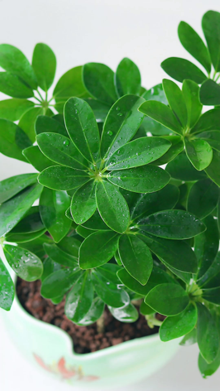 家里养一盆七叶莲又叫八方来财,寓意财运滚滚来,事业高升