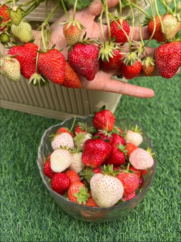 又到了种草莓的好时候,喜欢的不要错过
