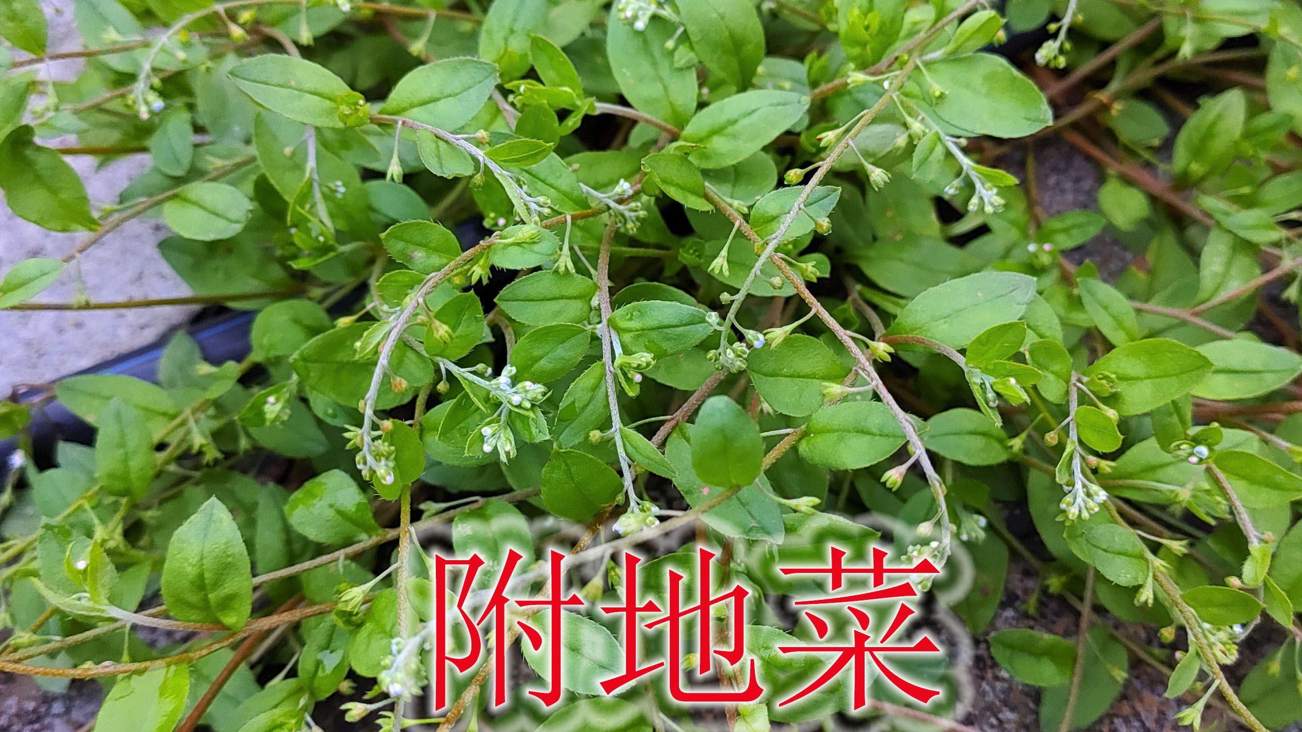 农村美味的“附地菜”,植物别称“鸡肠草”,遇见可别当野草除