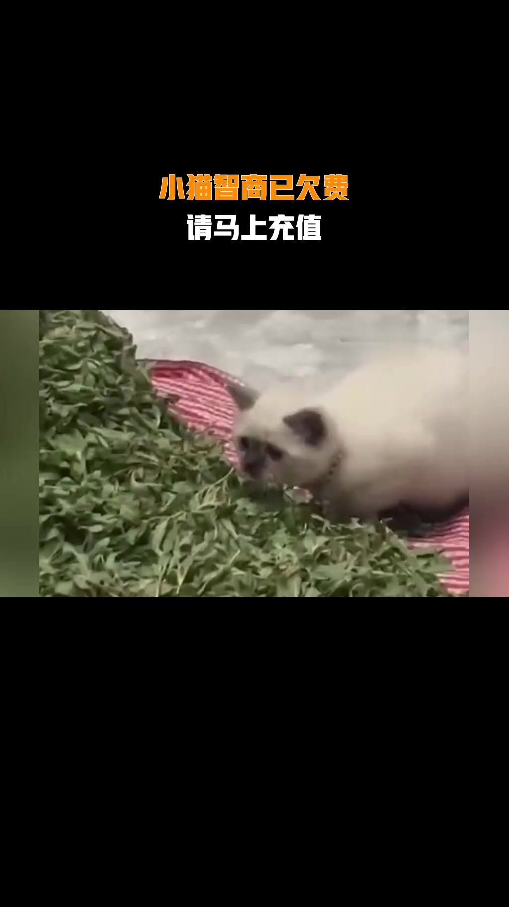 小猫智商已欠费,请马上充值