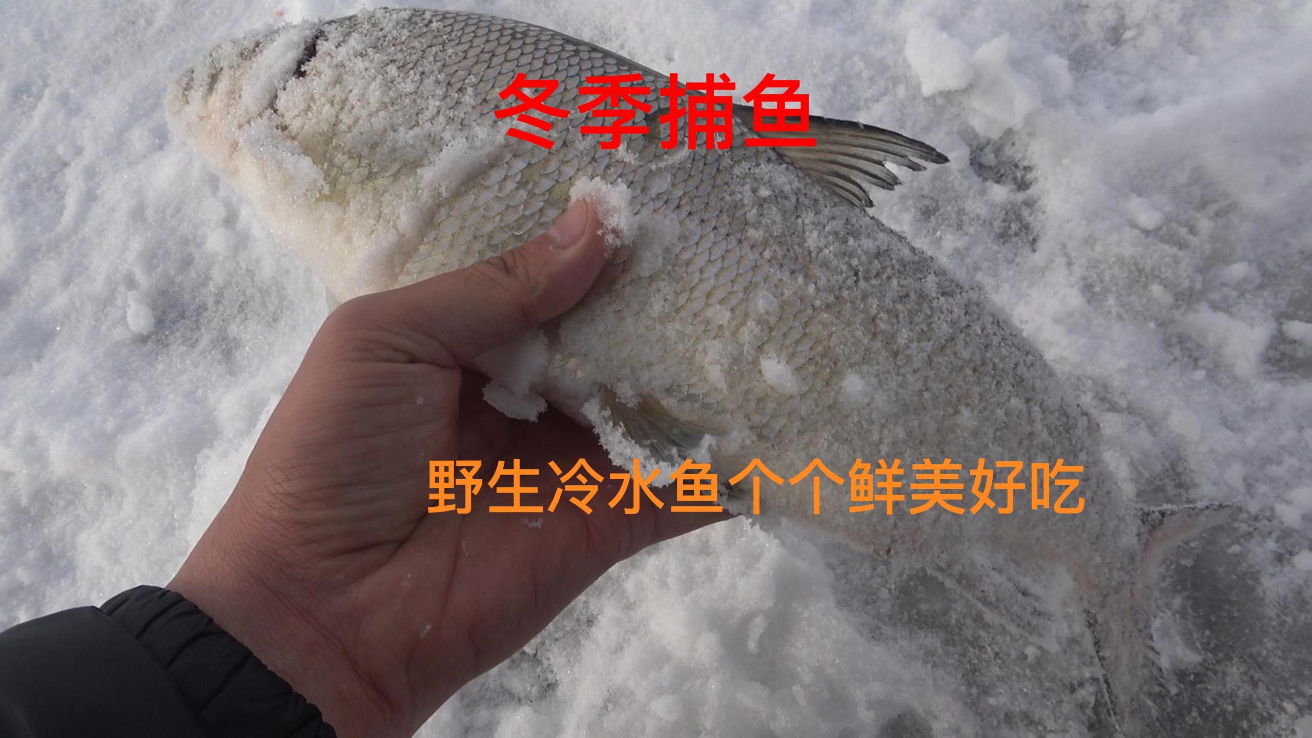 东北冬天捕鱼纯野生冷水鱼鲜美好吃,收获十多条大鱼一堆小鱼
