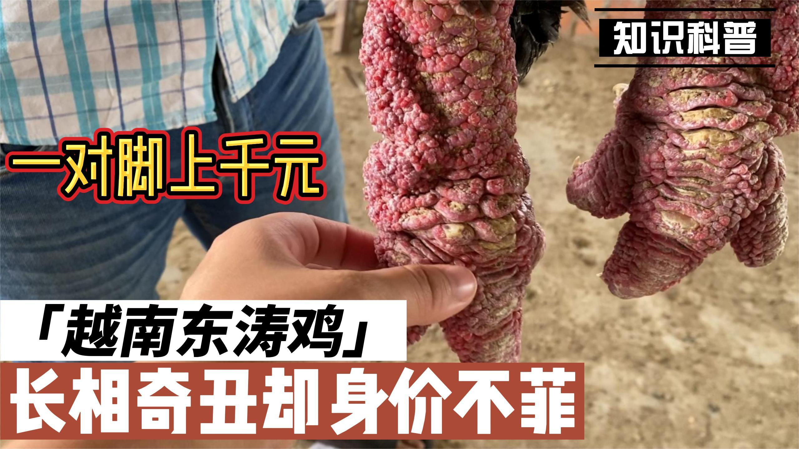 越南,天价,东涛鸡爪子比人胳膊粗,一对卖到上千元,你吃过么