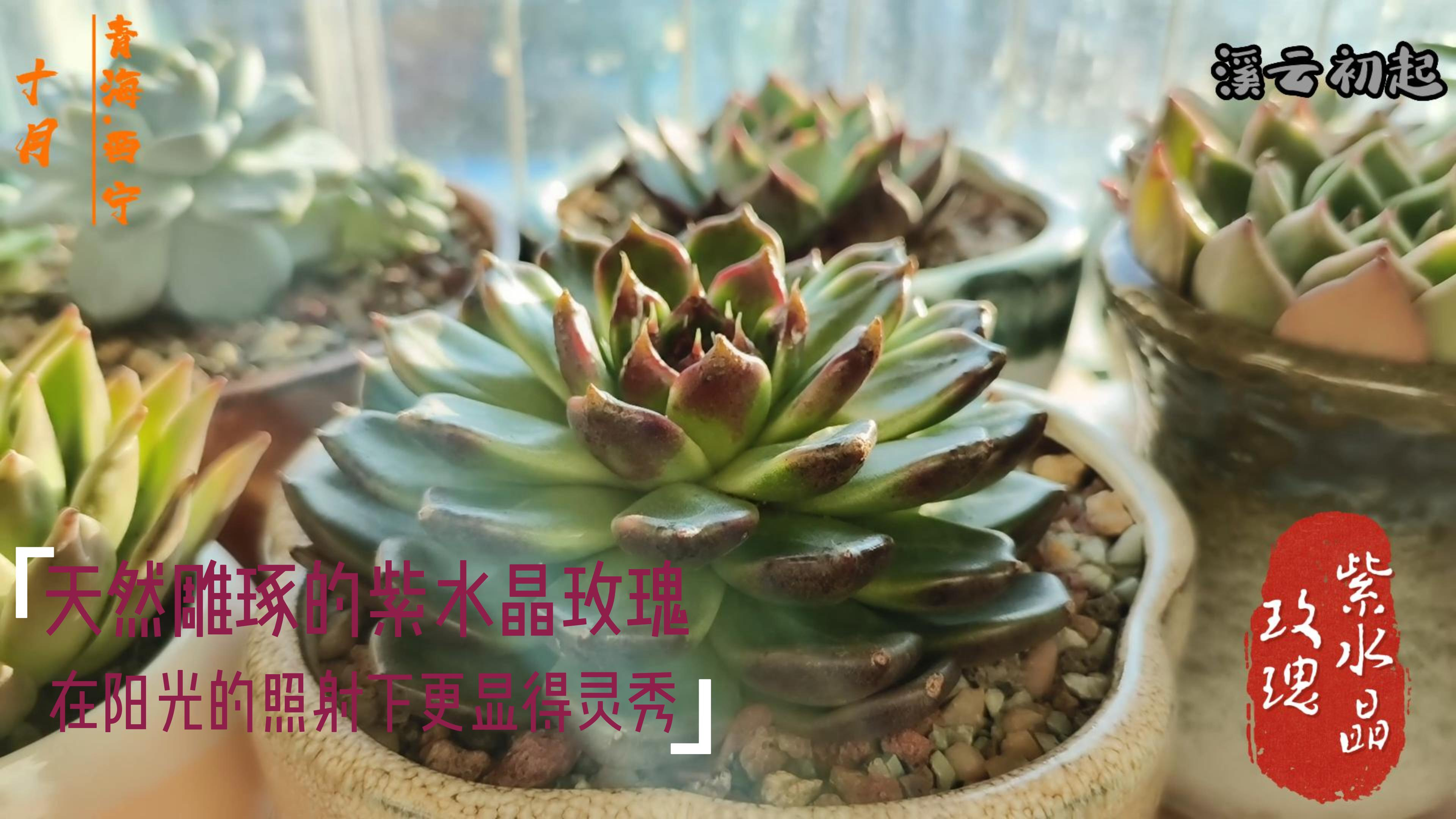 天然雕琢的紫水晶玫瑰在阳光的照射下更显得灵秀