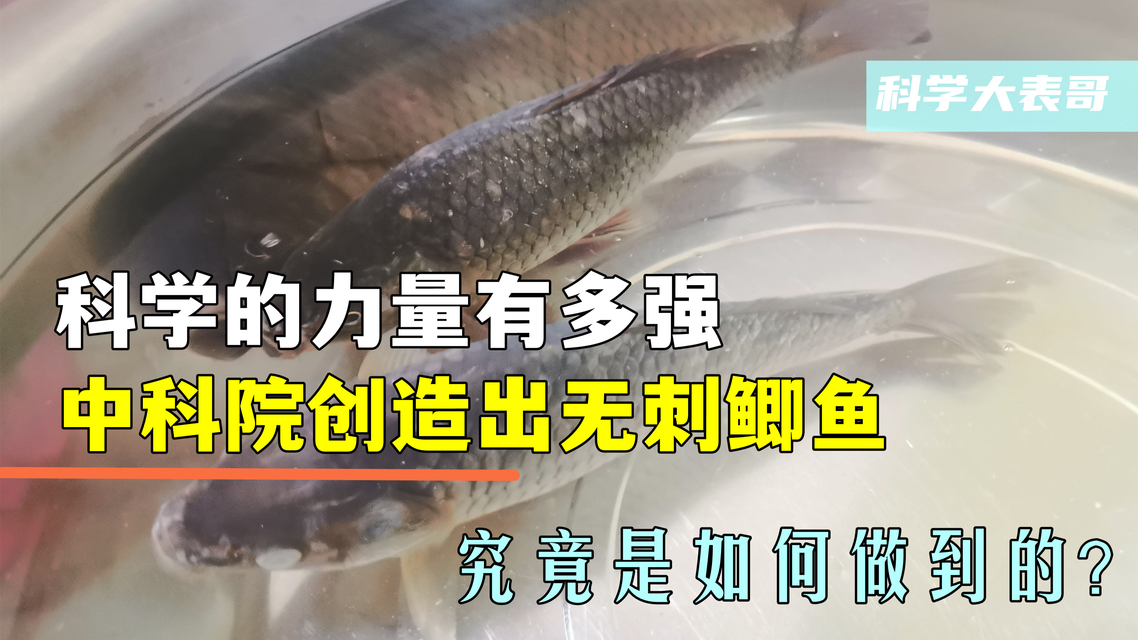 科学的力量有多强？中科院创造出无刺鲫鱼，究竟是如何做到的？
