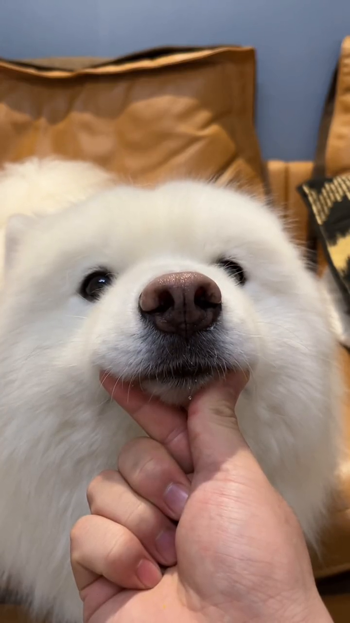 谁会拒绝一只长在比心上的嘤嘤怪呢?