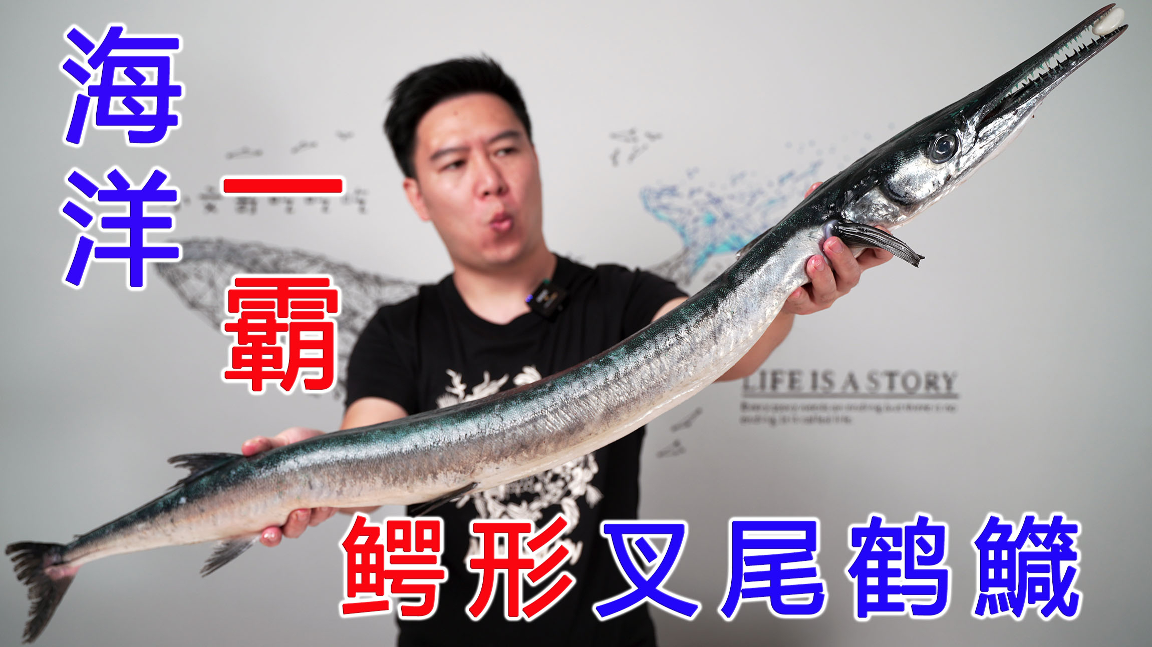试吃海洋里的一霸，超凶猛的鳄形叉尾鹤鱵，出锅后超下饭