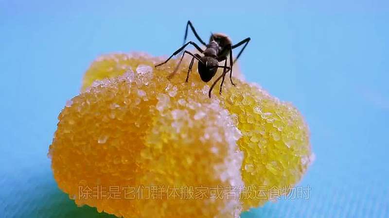蚂蚁有多爱吃糖看它肚皮你就知道了网友变色龙