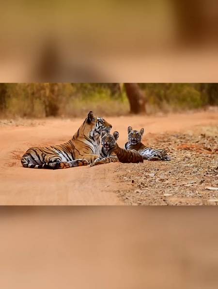 已知最强老虎,独一无二的kzt085-度小视