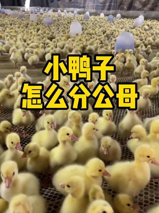 小鸭子怎么分公母