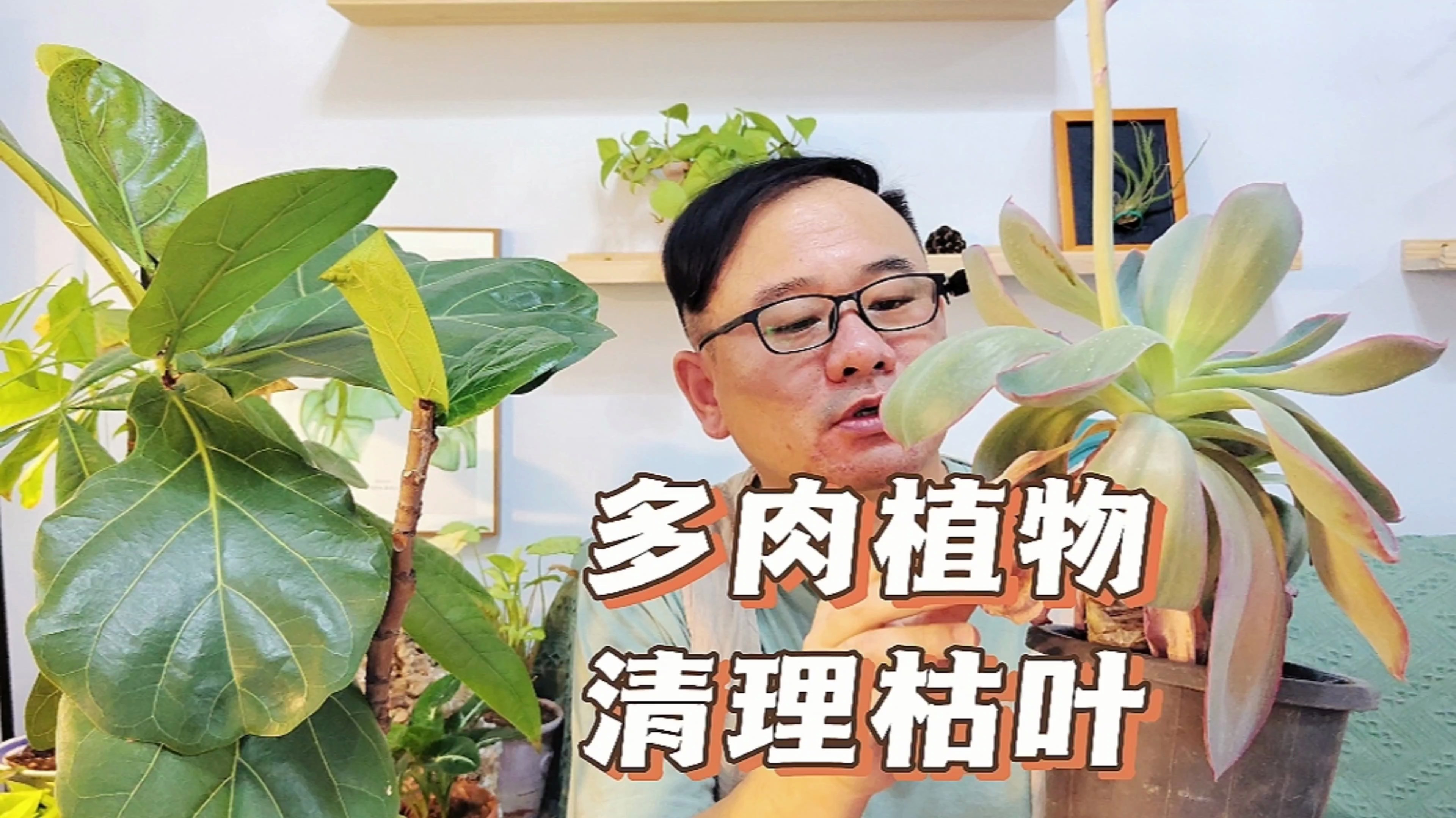 夏天养多肉植物,除了通风遮阴控水外,还要记得清理枯叶