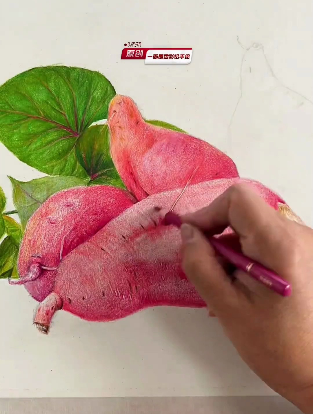 一瓣墨香彩铅手绘 红薯