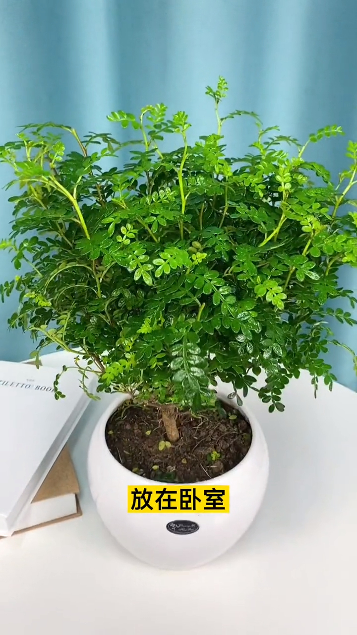 清香木又叫驱蚊草一年四季常绿,而且很好养,有水就能存活