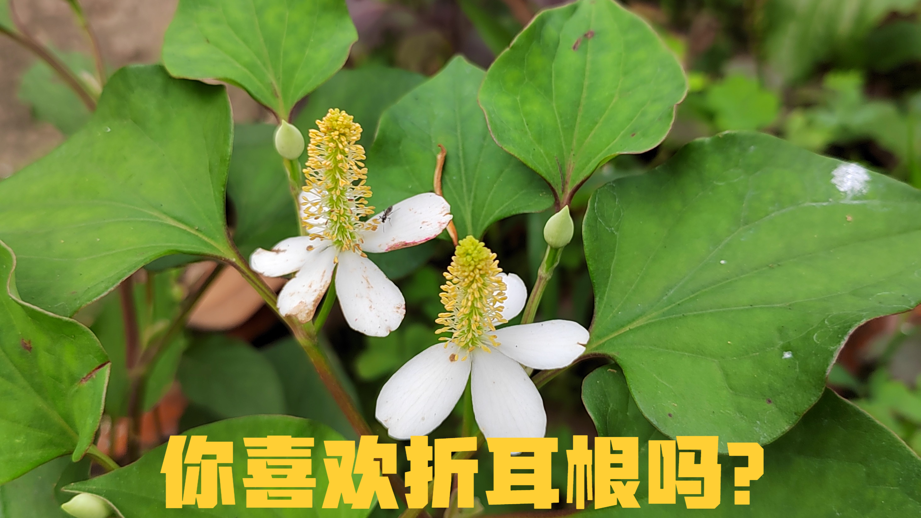 蕺菜为什么叫折耳根？这是你喜欢的菜吗？鱼腥草的食用药用历史