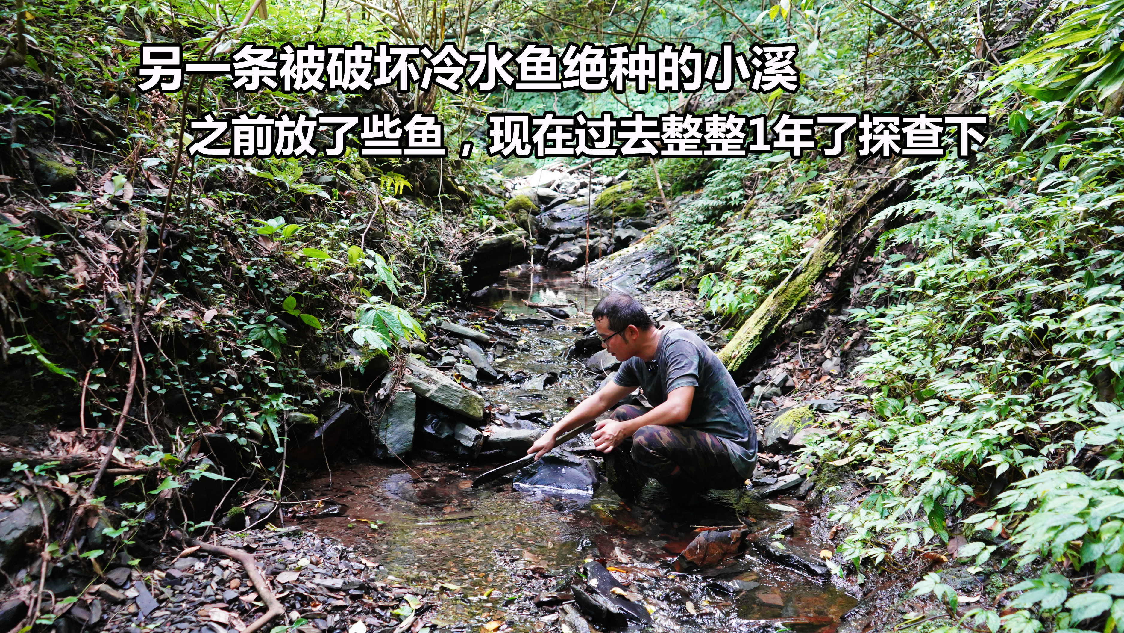 另一条被破坏没鱼的深山小溪,之前放了种鱼,1年后再看有点崩溃