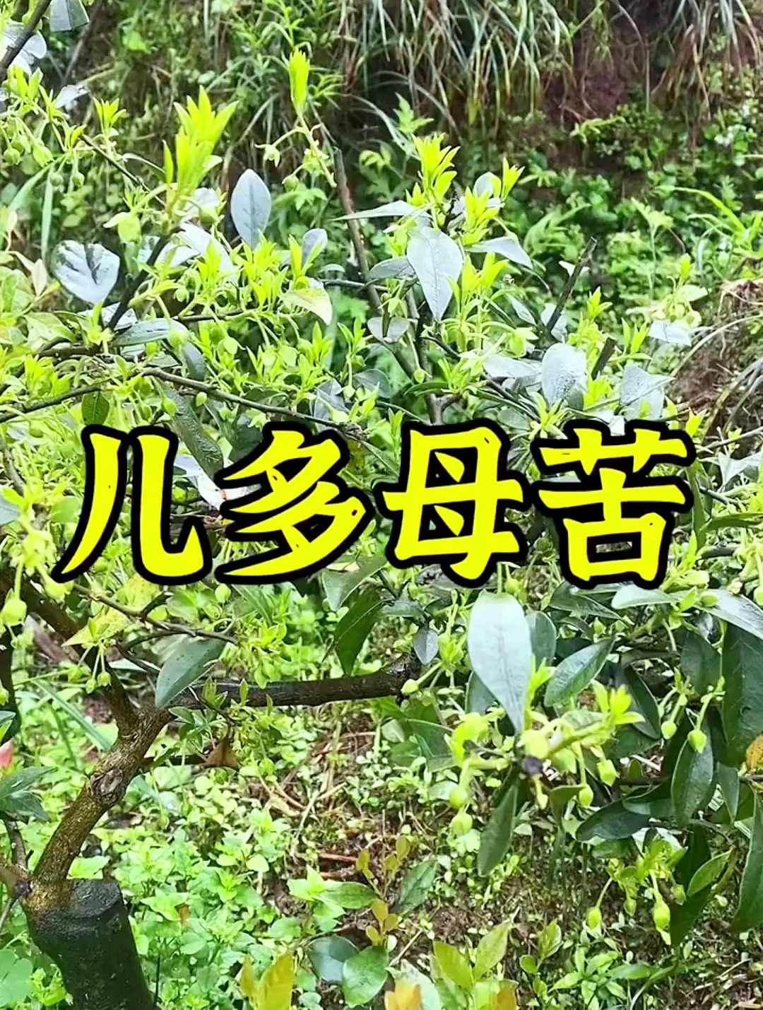 兒多母苦!金彈子剪花,結的太多了