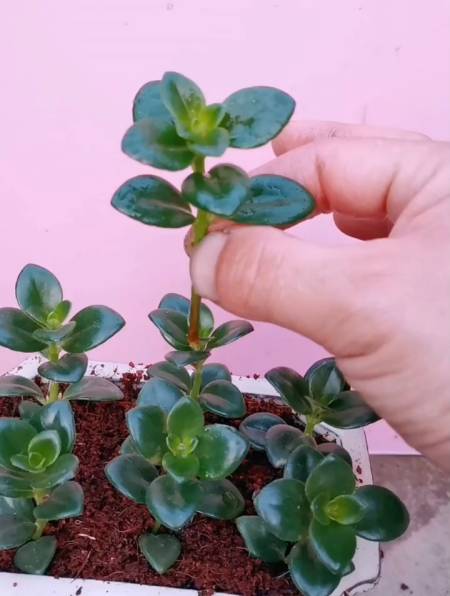 扦插金鱼吊兰,一定要选择好的枝条,最好选择半木质化的枝条-度小视