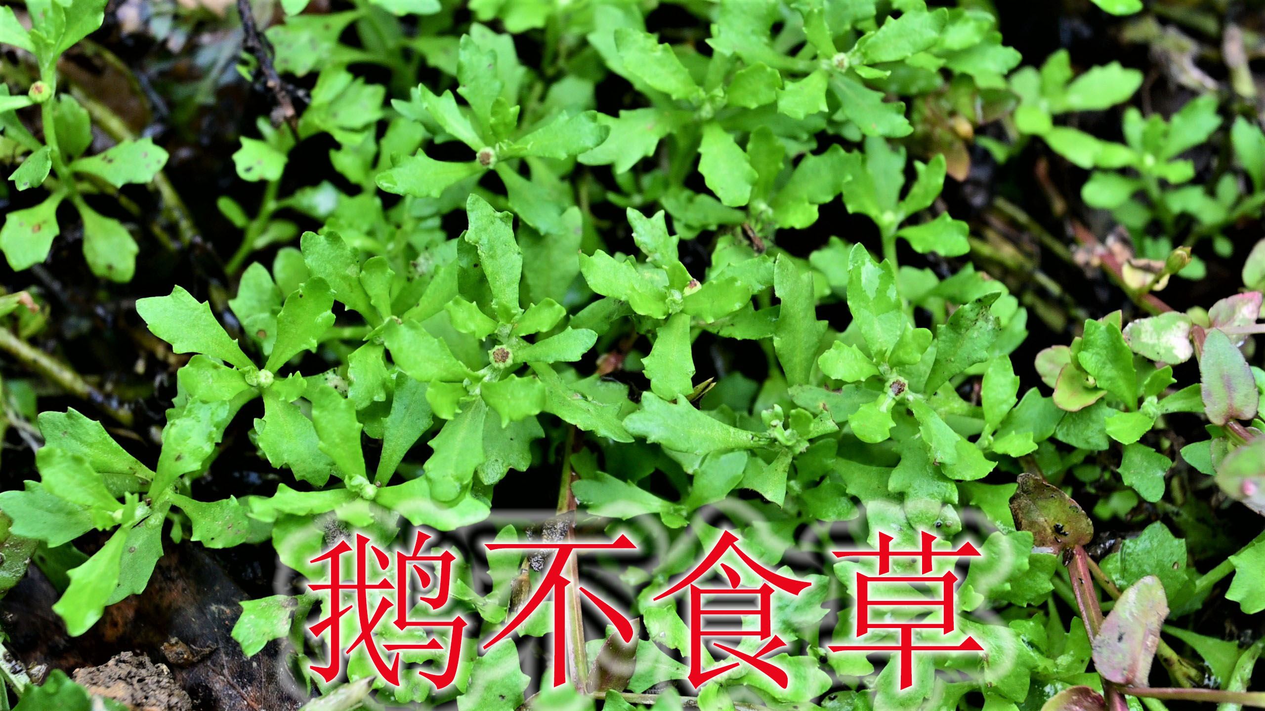 农村的鹅不食草是个宝,植物别名“通鼻草”,很多人遇见不认识