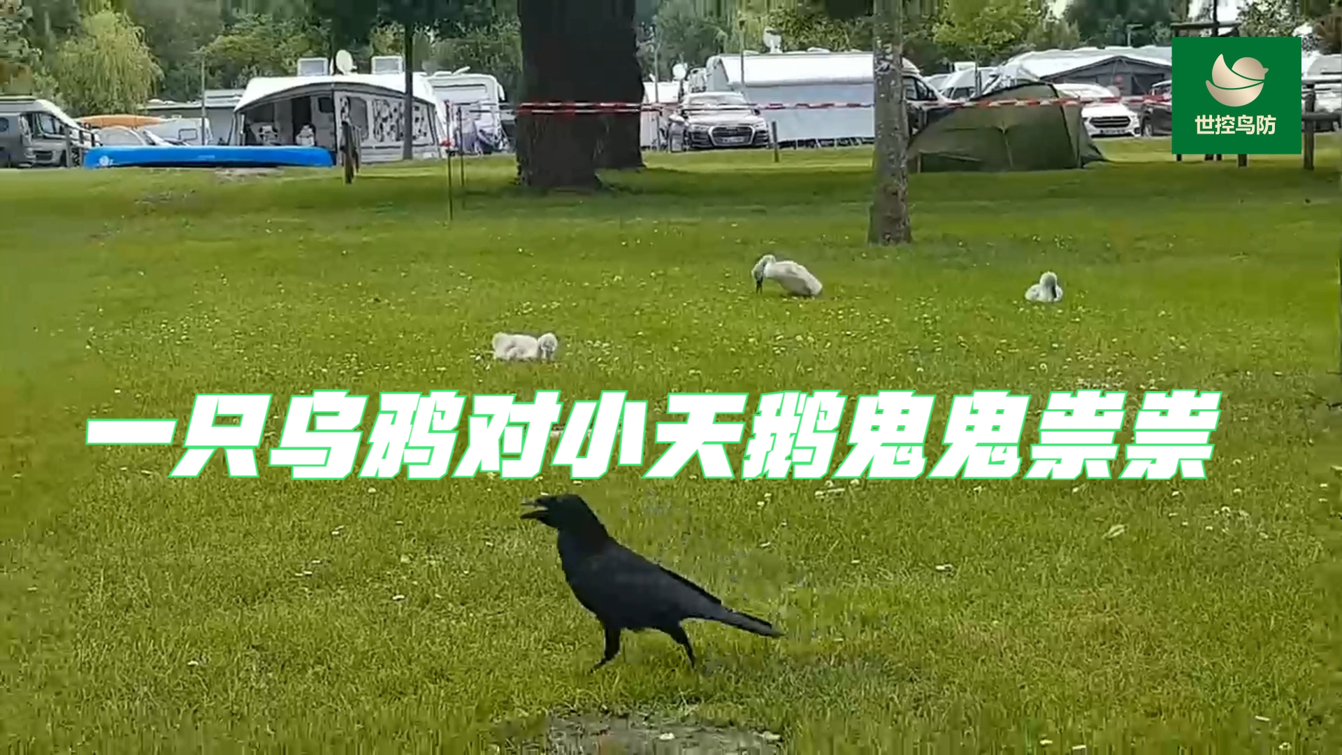 乌鸦鬼鬼祟祟闯入大天鹅领地,侵扰小天鹅,大天鹅爸爸振翅驱赶