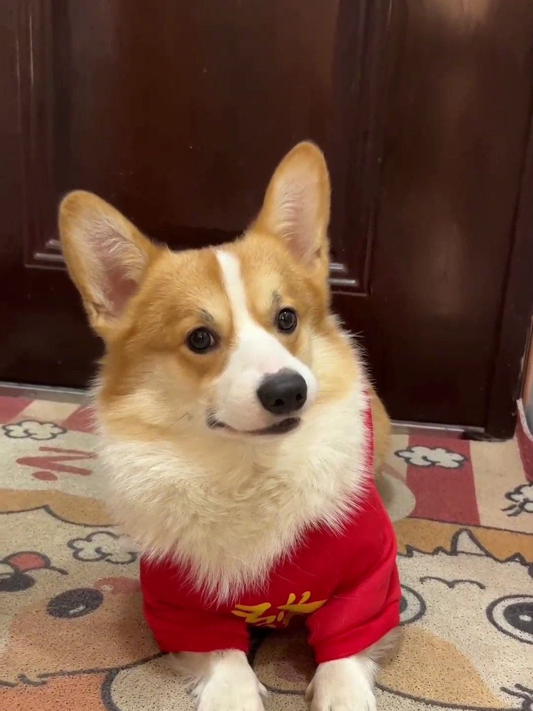 腊八穿上新衣服开心的直蹦哒