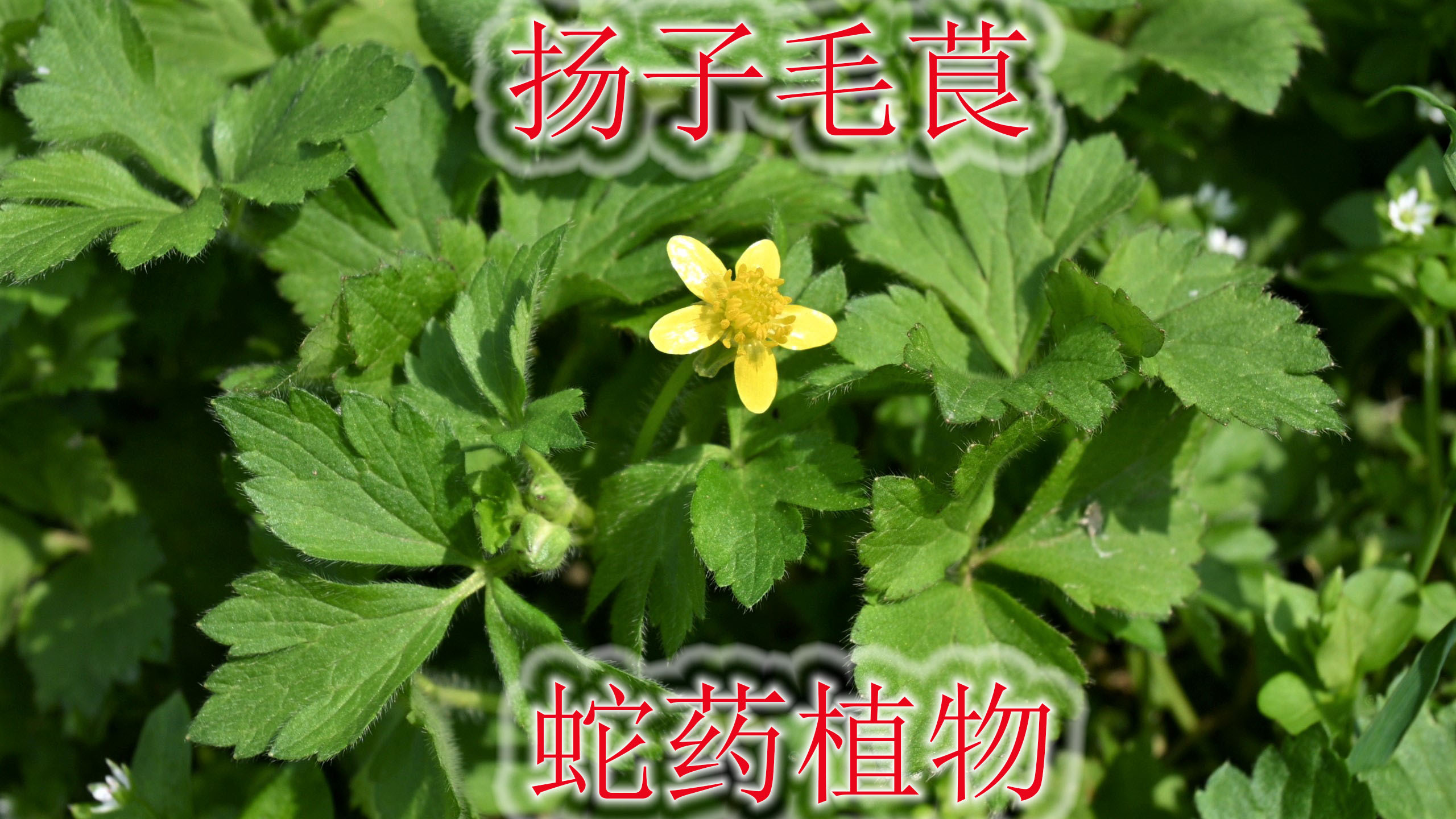 蛇药植物“扬子毛茛”长什么样?有毒不能误食,分享给大家认识它