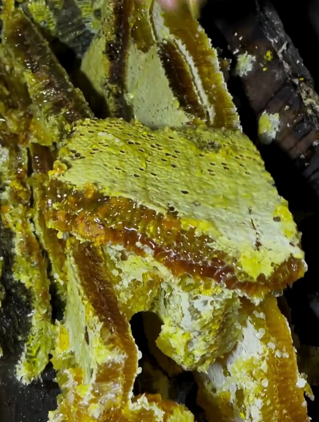 这个就是弟弟家的野生土蜂巢蜜 地道的农村人的土蜂蜜